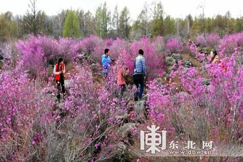 五一 小长假五大连池旅游市场持续火爆 接待游