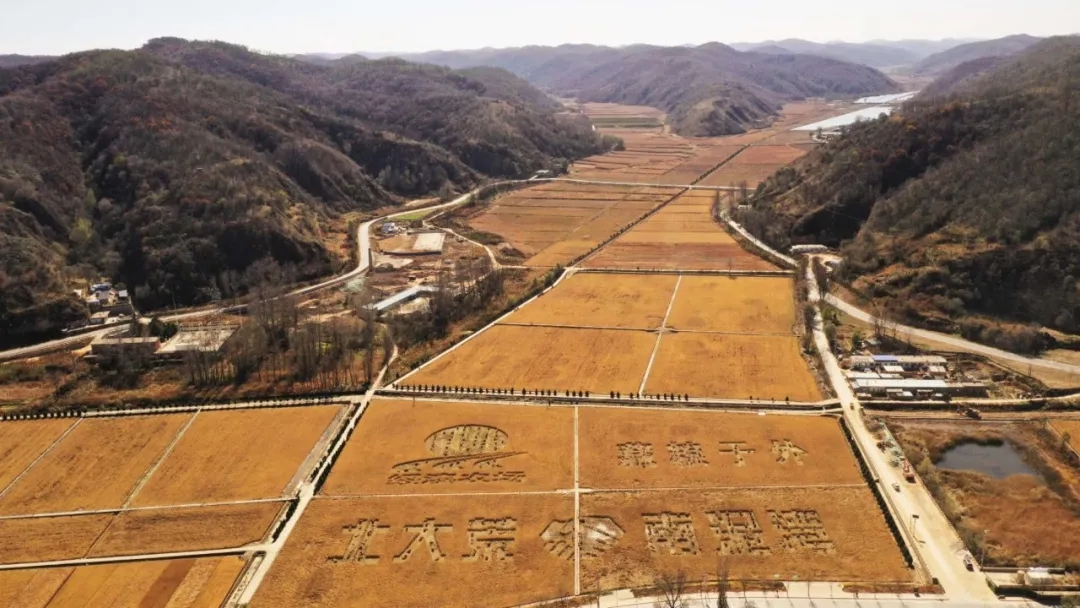 北大荒携手南泥湾丰收稻时候了