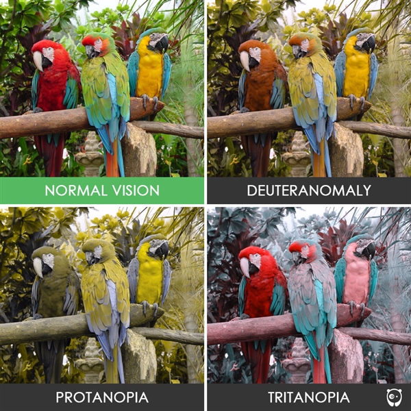 闯红灯请不要拿色盲说事 其实色盲眼中的世界是这样的