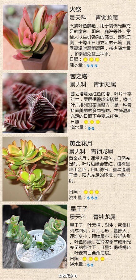 多肉植物成为市民 新宠 新手入坑应该注意点啥
