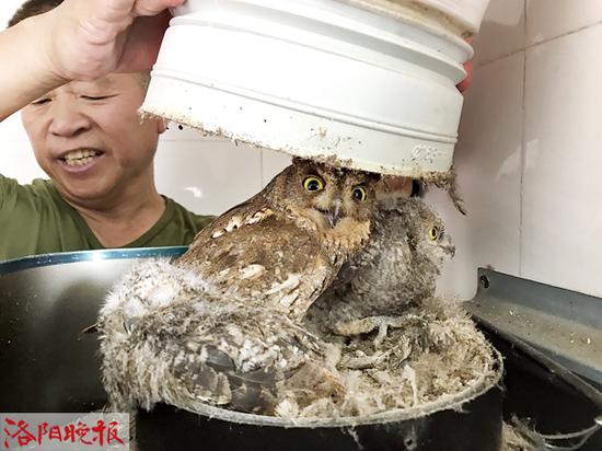 猫头鹰定居抽油烟机烟道 房主放弃做饭加以保护