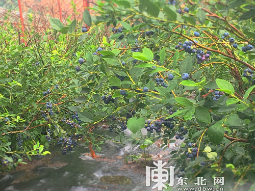 蓝莓庄园中成熟的蓝莓果实.东北网记者 迟亦达 摄