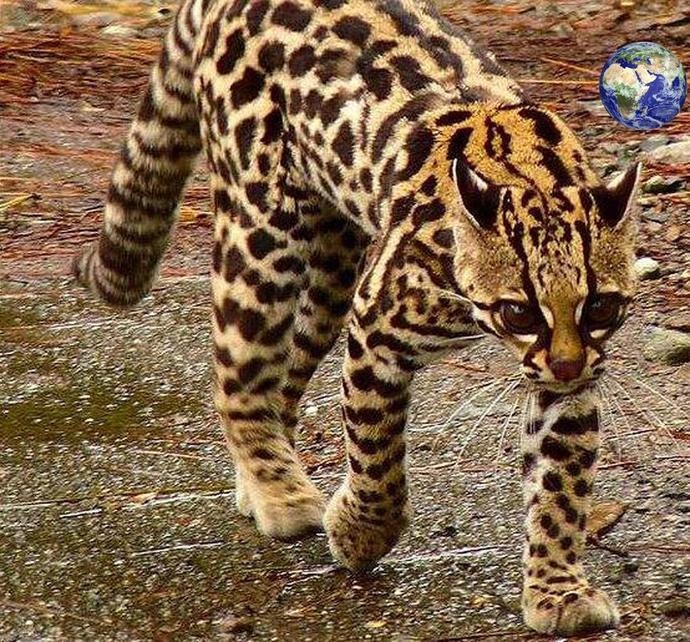 可能看到这里你开始诧异了,怎么猫难道不是猫科动物中最小的吗?