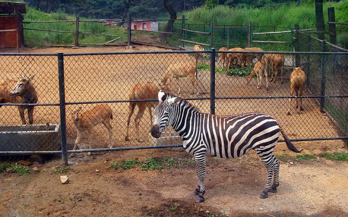 奇珍異獸自駕遊——大連老虎灘-瀋陽野生動物園-哈爾濱極地館