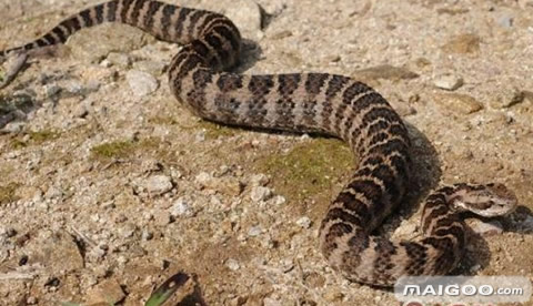 中国繁育出濒危物种世界最美蛇盘点最毒的10种蛇
