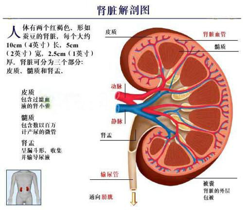 肾区体表位置图片