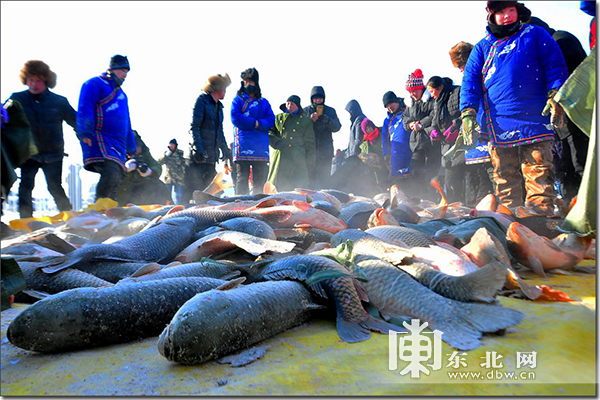 赫哲渔乡鱼满仓同江八岔乡冬捕迎新年