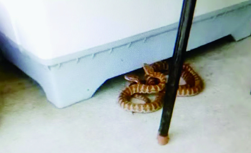 双鸭山林区居民家有蛇出没两条盘踞洗衣机下一条溜进鸡窝偷吃鸡蛋