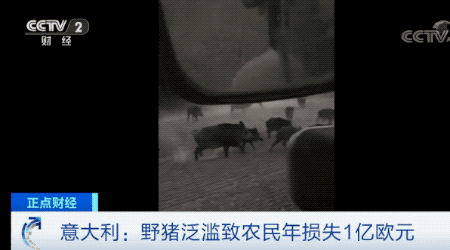 意大利野猪泛滥已超100万头 当地人很头疼