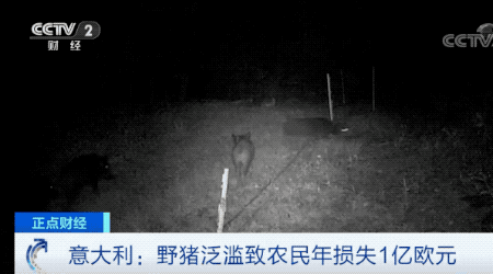 意大利野猪泛滥已超100万头 当地人很头疼