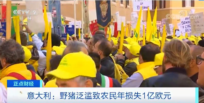 意大利野猪泛滥已超100万头 当地人很头疼