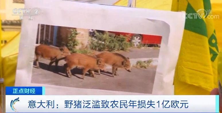 意大利野猪泛滥已超100万头 当地人很头疼
