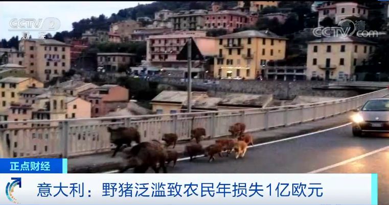 意大利野猪泛滥已超100万头 当地人很头疼