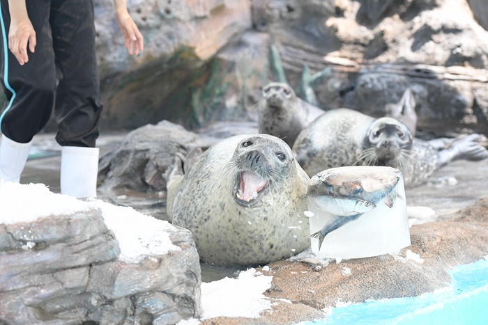 海豹玩冰桶香豬打水仗哈爾濱極地館淘企鵝動物園避暑有高招