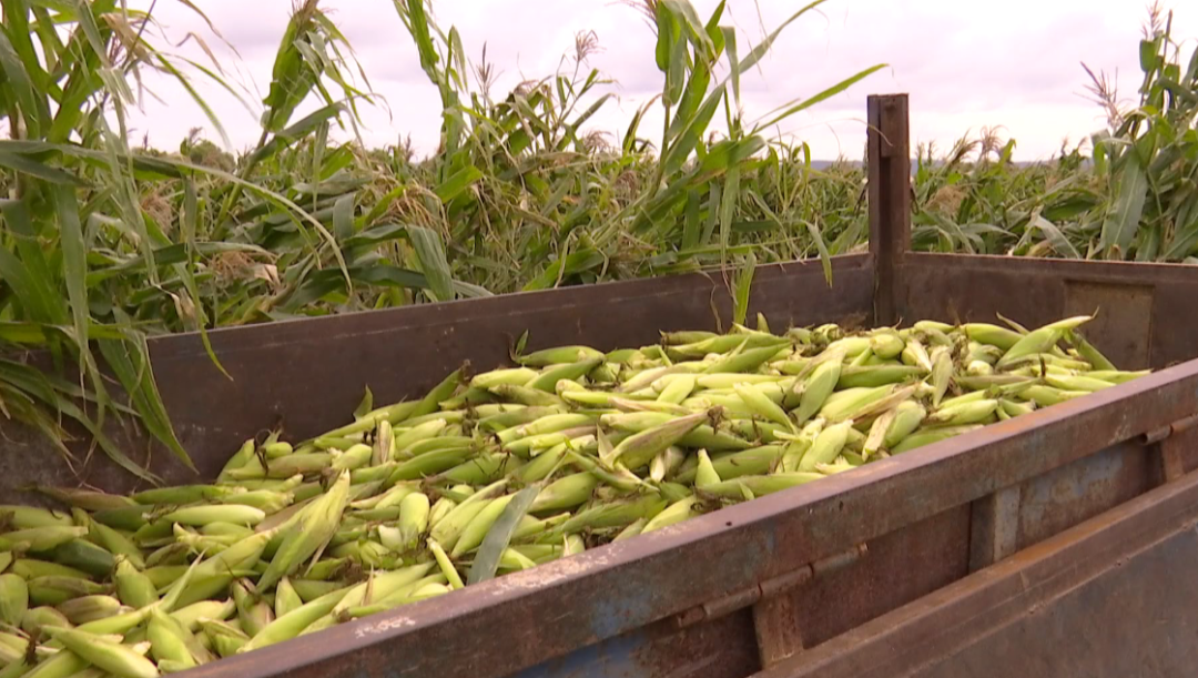 这是丰收的喜悦 金黄的玉米 饱满的大豆 欢腾的大马哈鱼