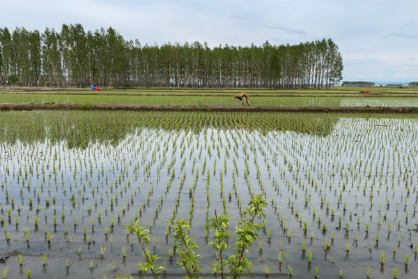 松花江上 百年印记 通河绿色品质