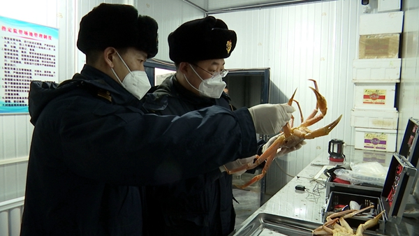 30吨进口俄罗斯鲜活雪蟹从东宁口岸入境